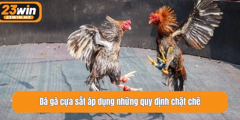 Đá gà cựa sắt áp dụng những quy định chặt chẽ