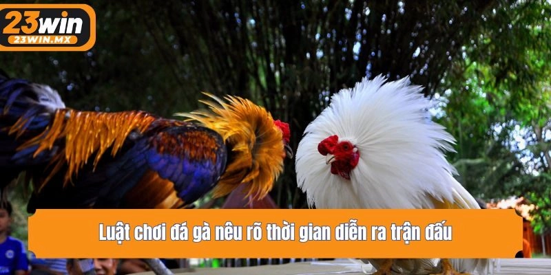 Luật chơi đá gà nêu rõ thời gian diễn ra trận đấu