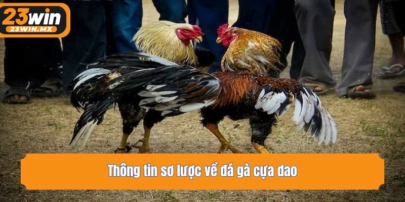Thông tin sơ lược về đá gà cựa dao