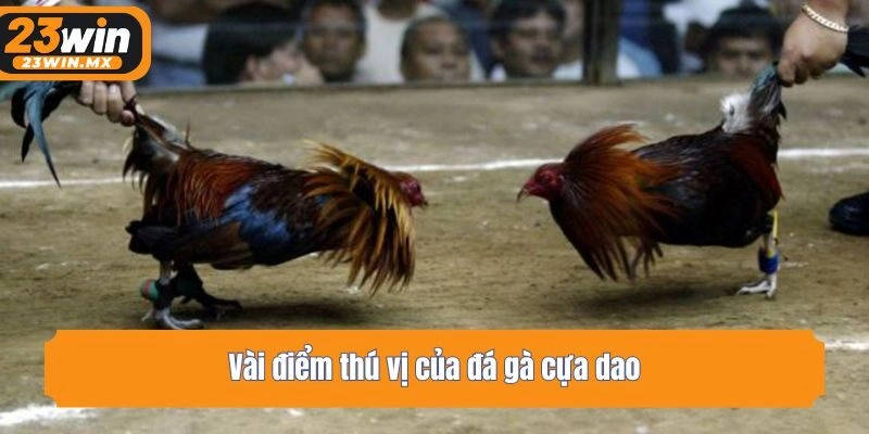 Vài điểm thú vị của đá gà cựa dao